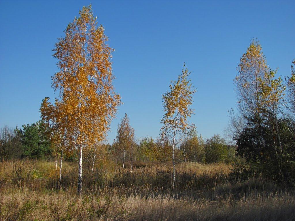 Волосківці з panoramio.com - Voloskivtsi