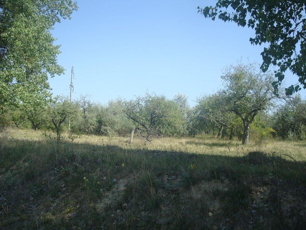 Ставчани з panoramio.com - Ставчаны