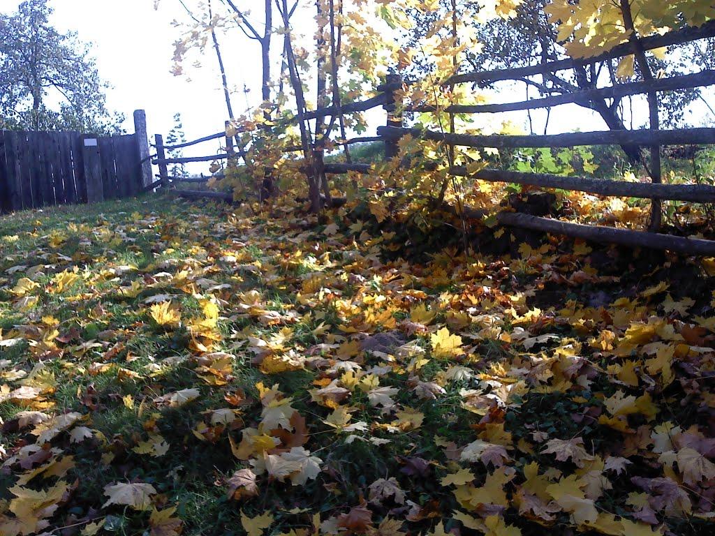 Верба з panoramio.com - Верба