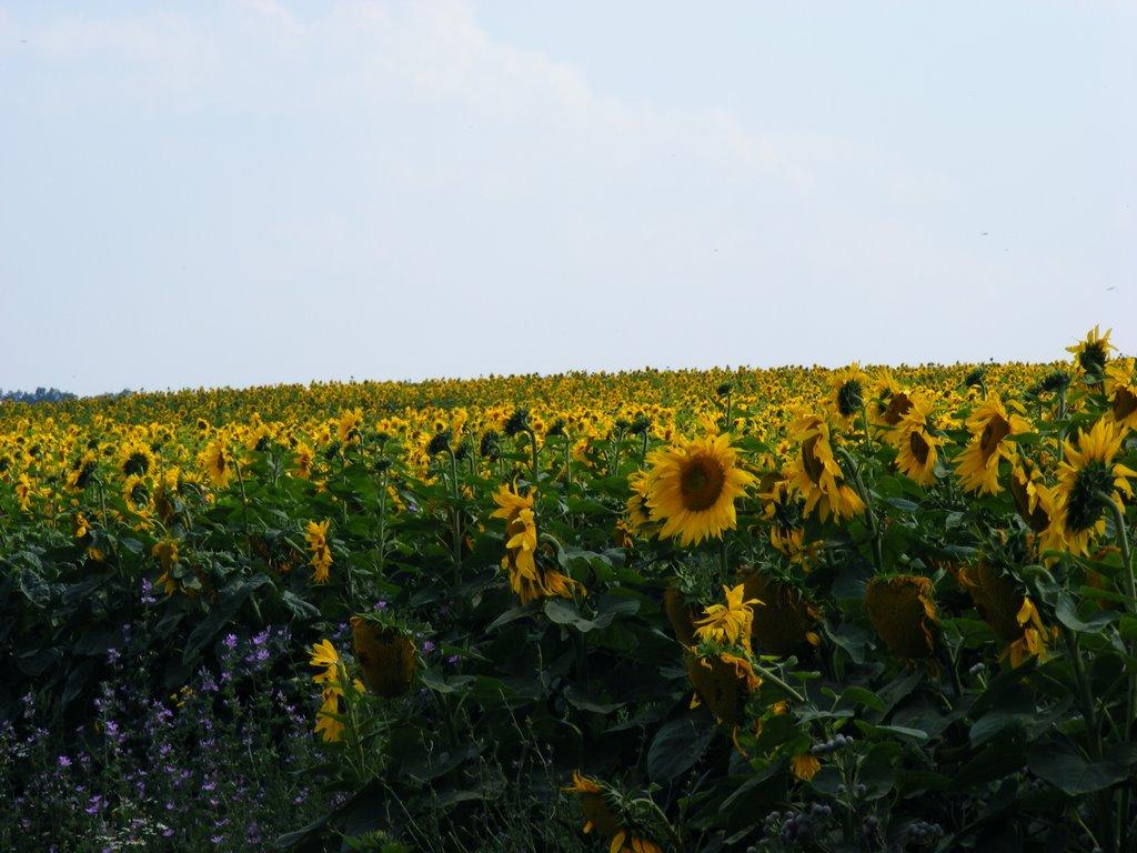 Примощаниця з panoramio.com - Примощаниця