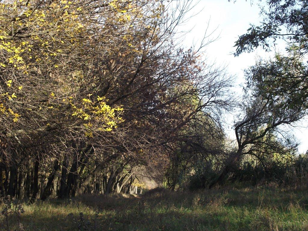 Кремінець з panoramio.com - Кремінець
