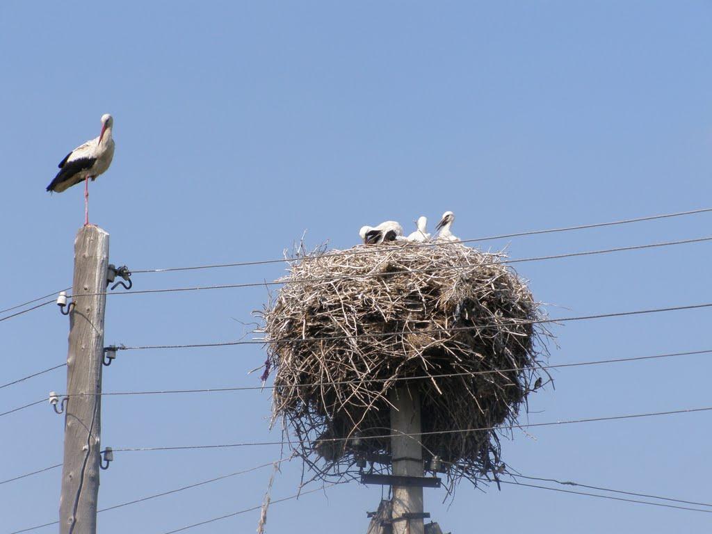 Новоселівка з panoramio.com - Новоселівка