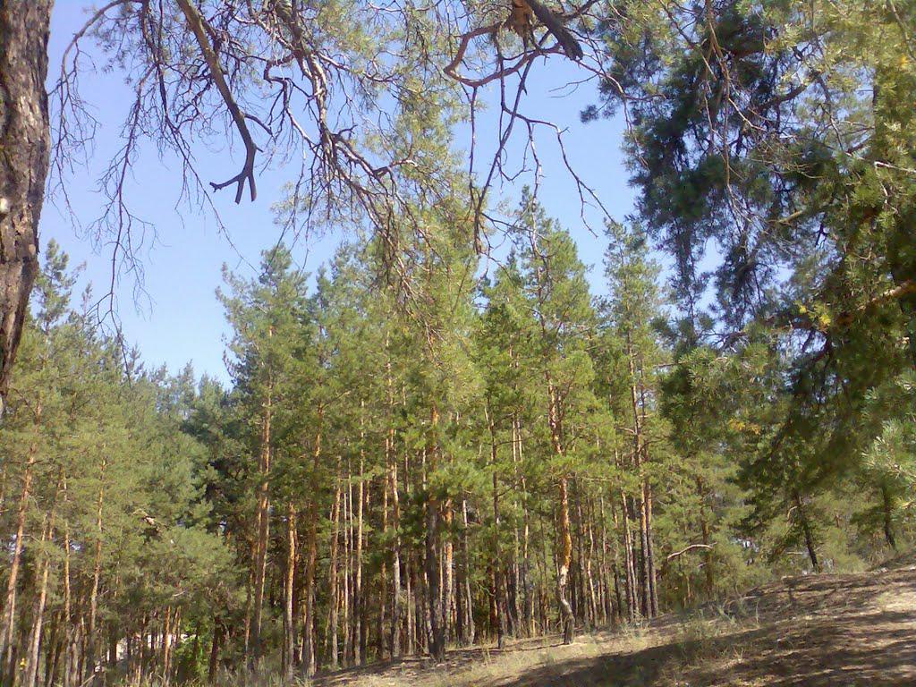 Щурове з panoramio.com - Schurove