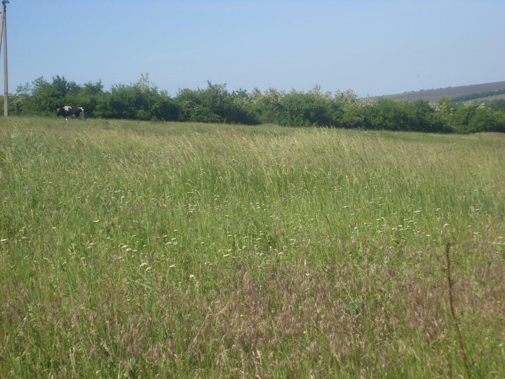 Роздільна з panoramio.com - Роздільна