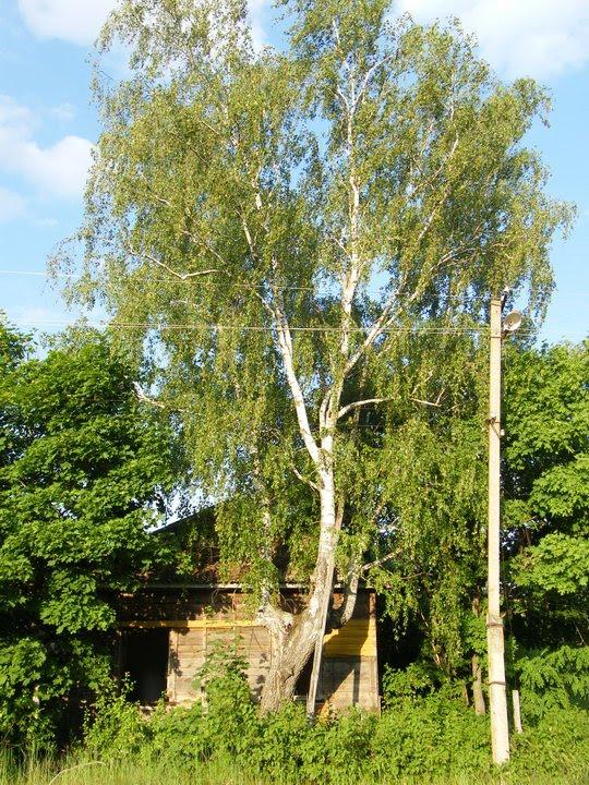 Редьківка з panoramio.com - Редьківка