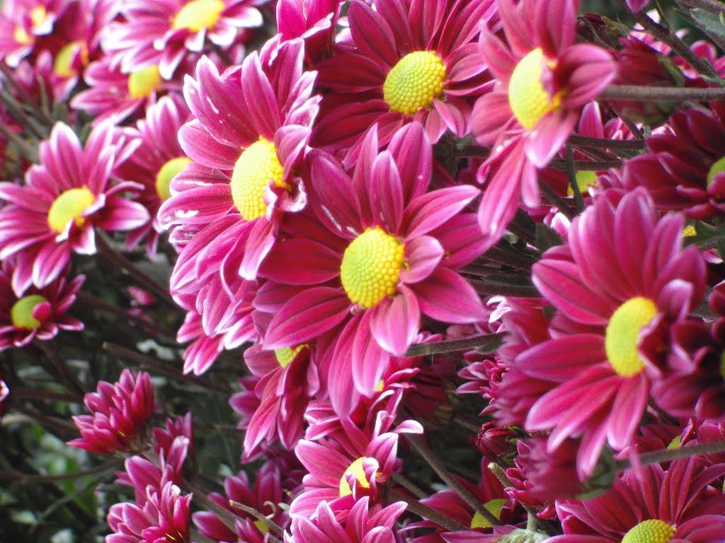 Уварівка з panoramio.com - Уварівка