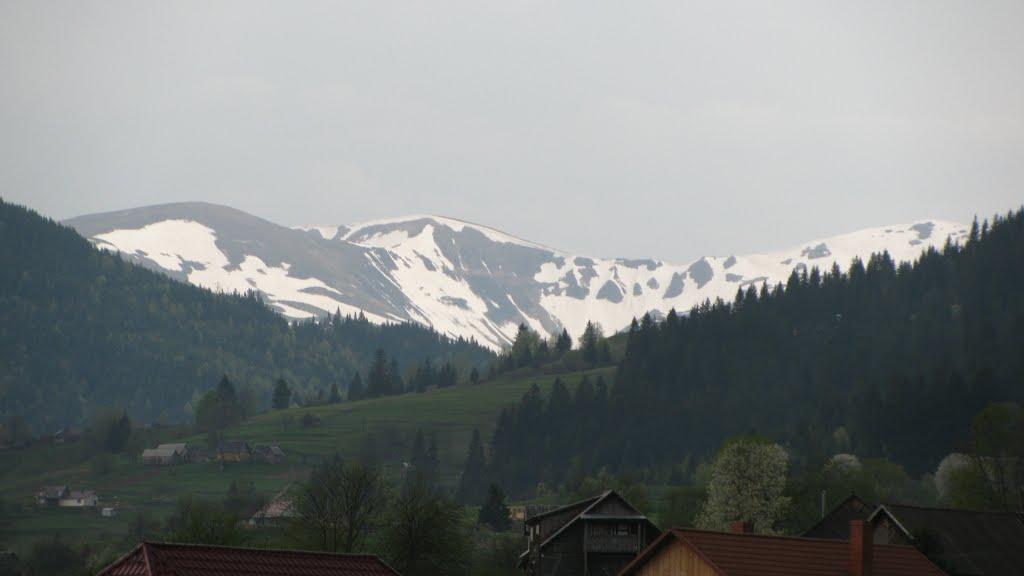 Чорна Тиса з panoramio.com - Черная Тиса