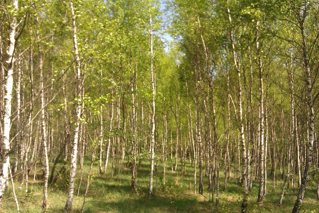 Верхобуж з panoramio.com - Верхобуж