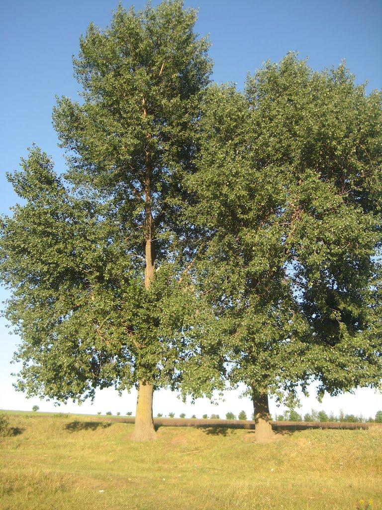 Велика Кісниця з panoramio.com - Велика Кісниця