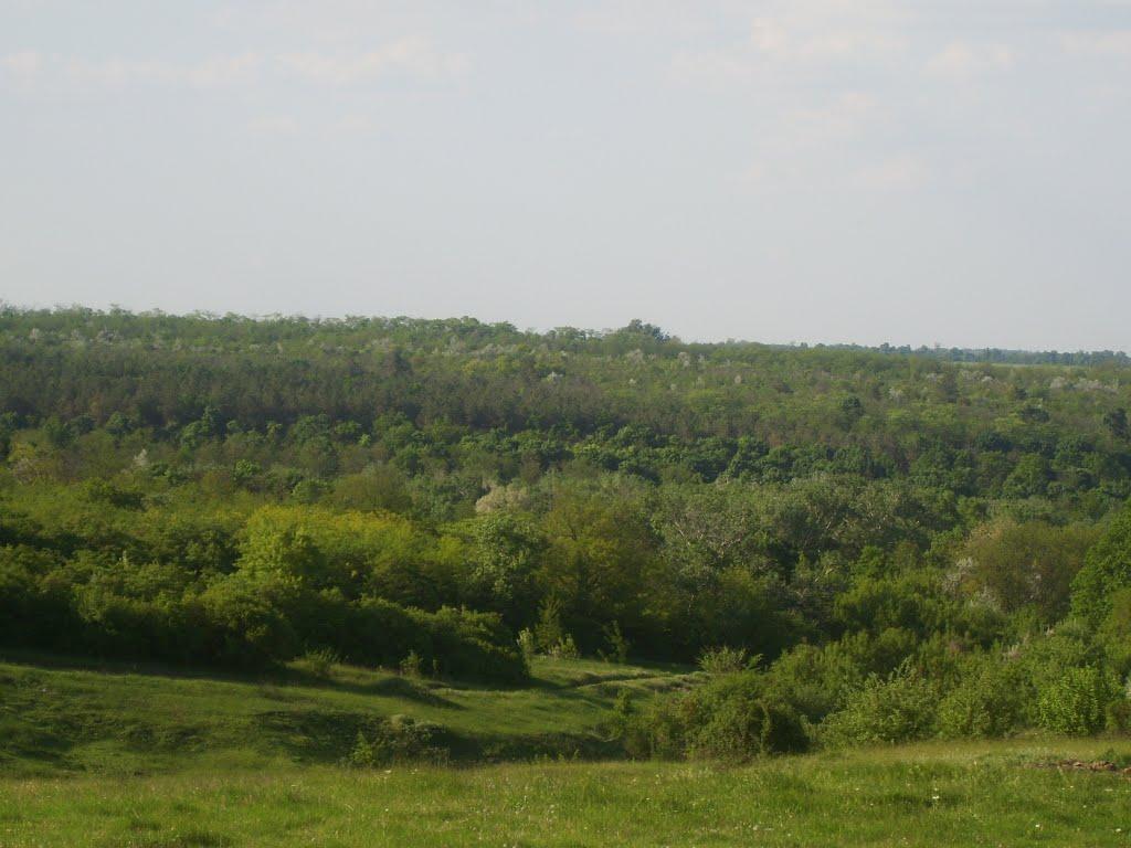 Роздільна з panoramio.com - Роздільна