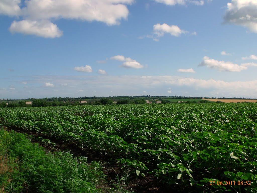 Вільноандріївка з panoramio.com - Вольноандреевка