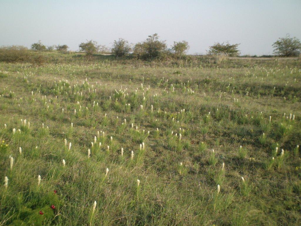 Відважне з panoramio.com - Відважне