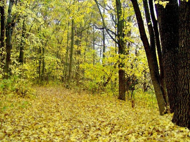 Дронівка з panoramio.com - Дроновка
