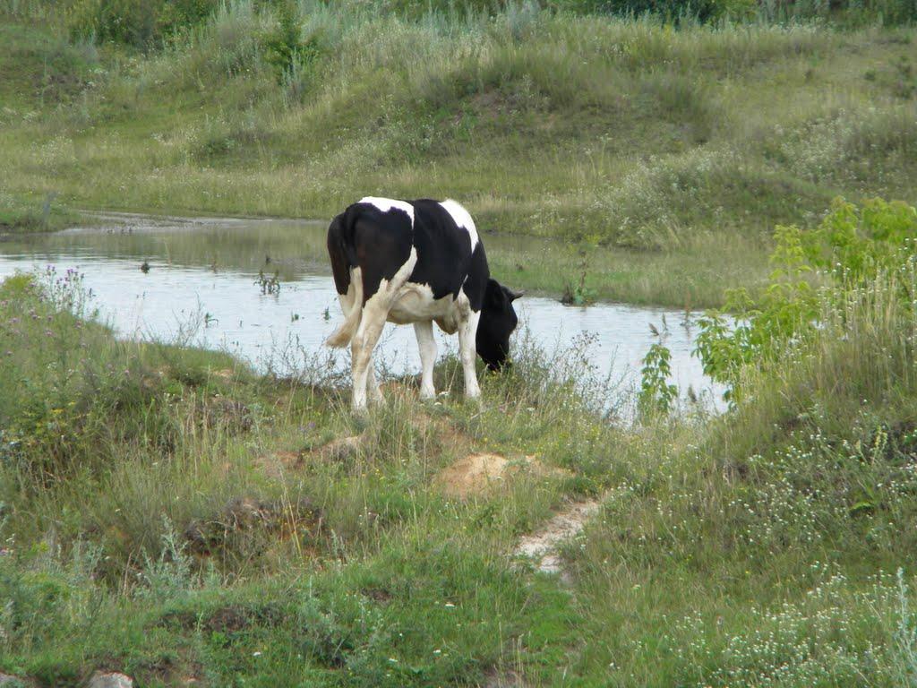 Шевченкове з panoramio.com - Шевченкове