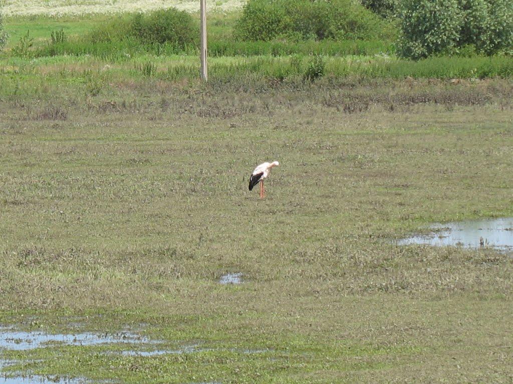 Стрілецьке з panoramio.com - Стрілецьке