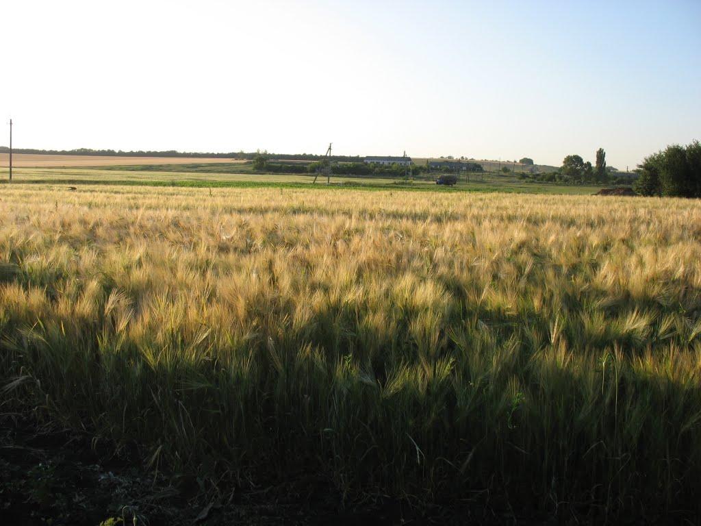 Шатівка з panoramio.com - Шатівка