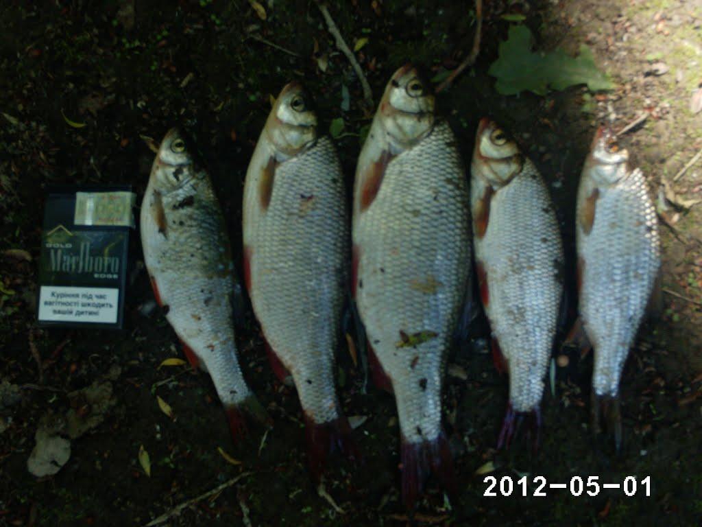 Малі Геївці з panoramio.com - Малі Геївці