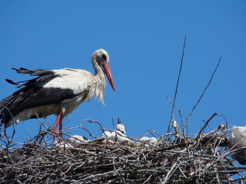 Кукоби з panoramio.com - Кукоби