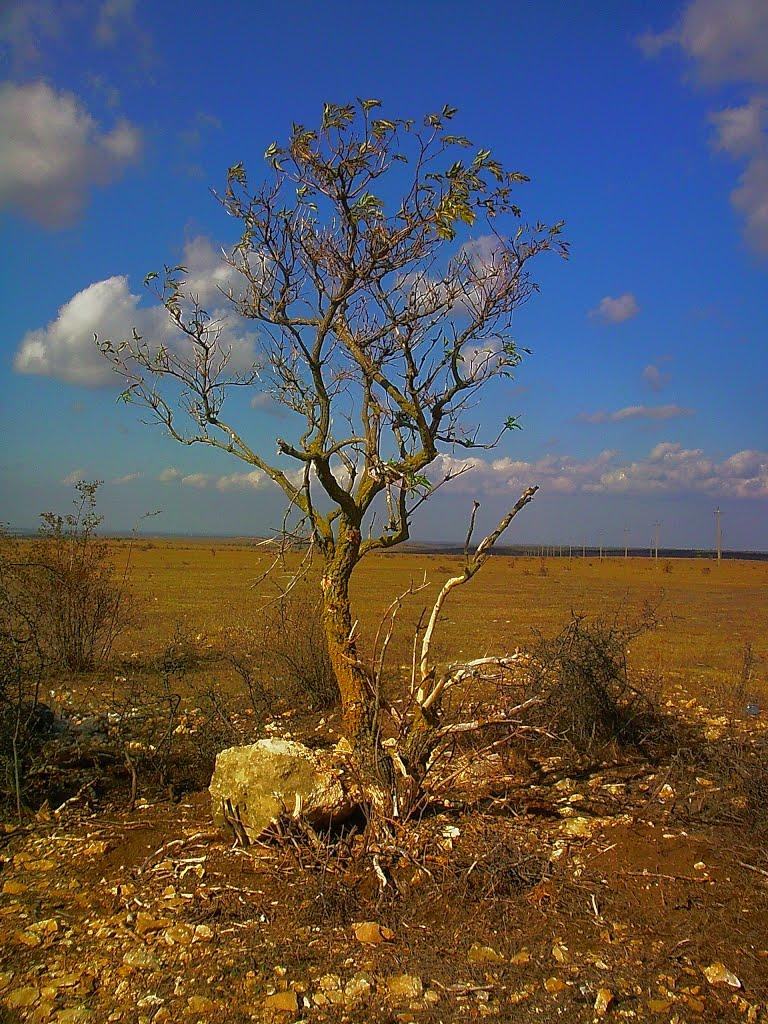 Рєпіне з panoramio.com - Ryepine