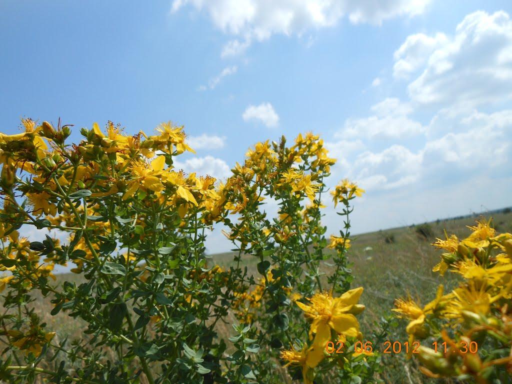 Кожевня з panoramio.com - Кожевня