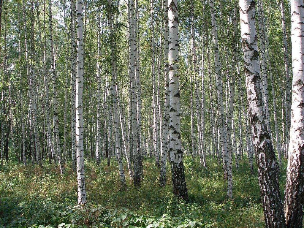 Коропове з panoramio.com - Koropove