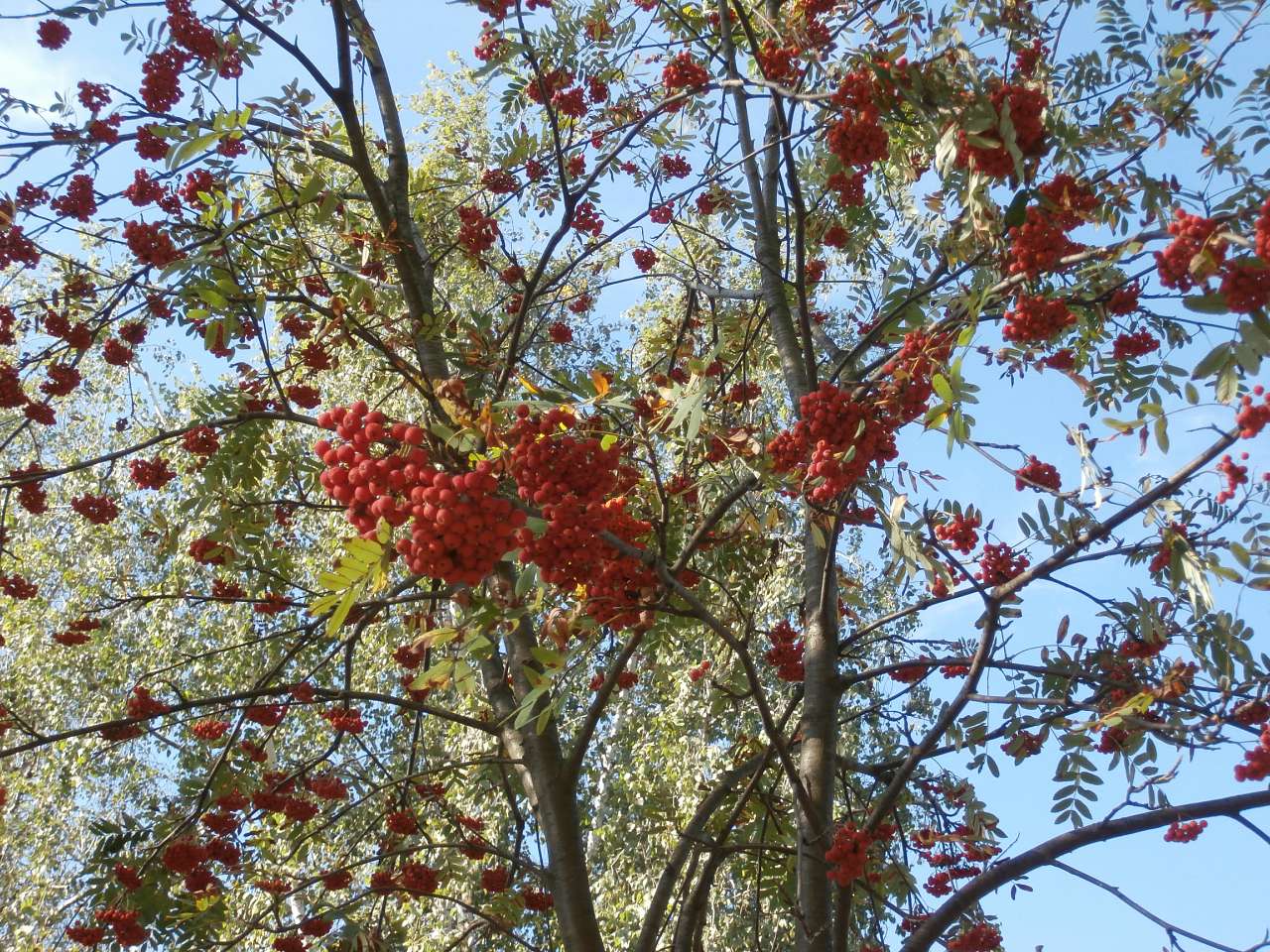 Ватутінський калей доскоп - Ватутино