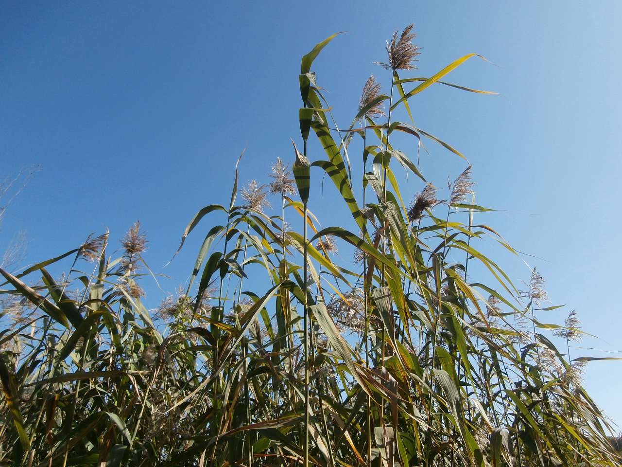 Рай на земле - Скалеватка