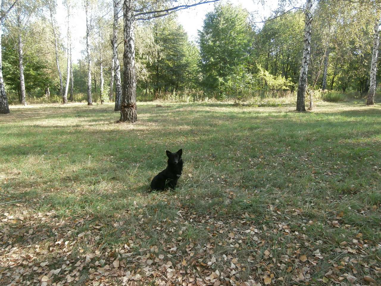 Ватутінський калей доскоп