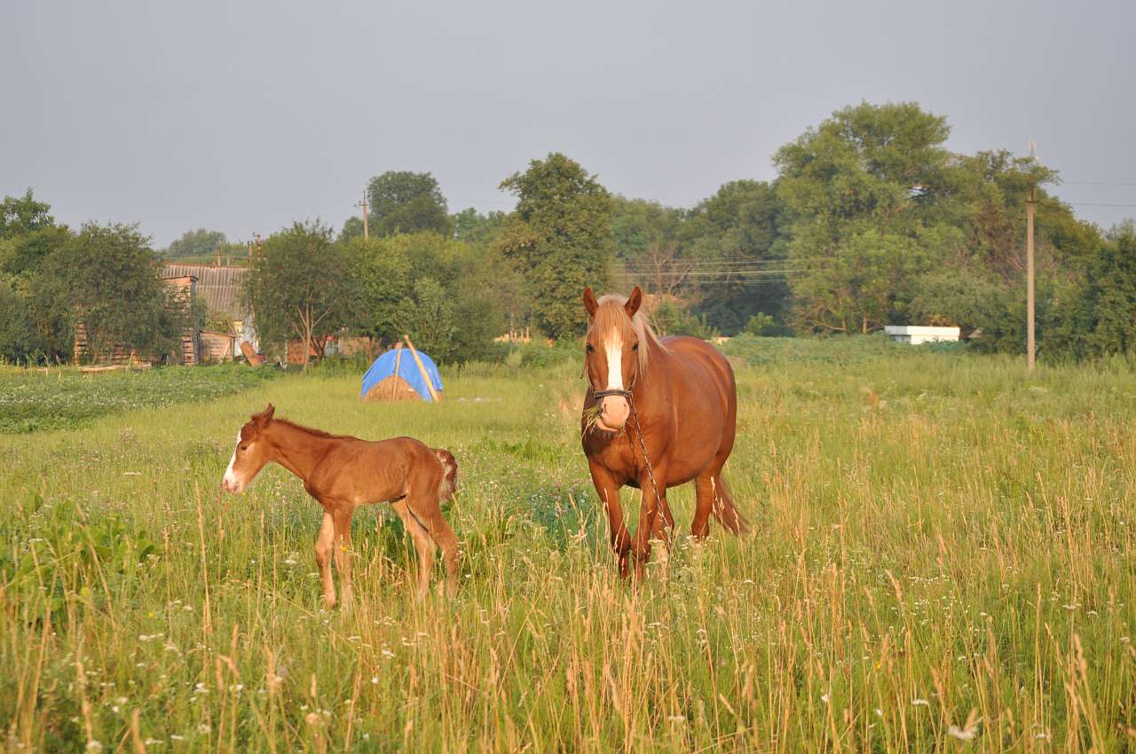 Соловіївка - Соловеевка