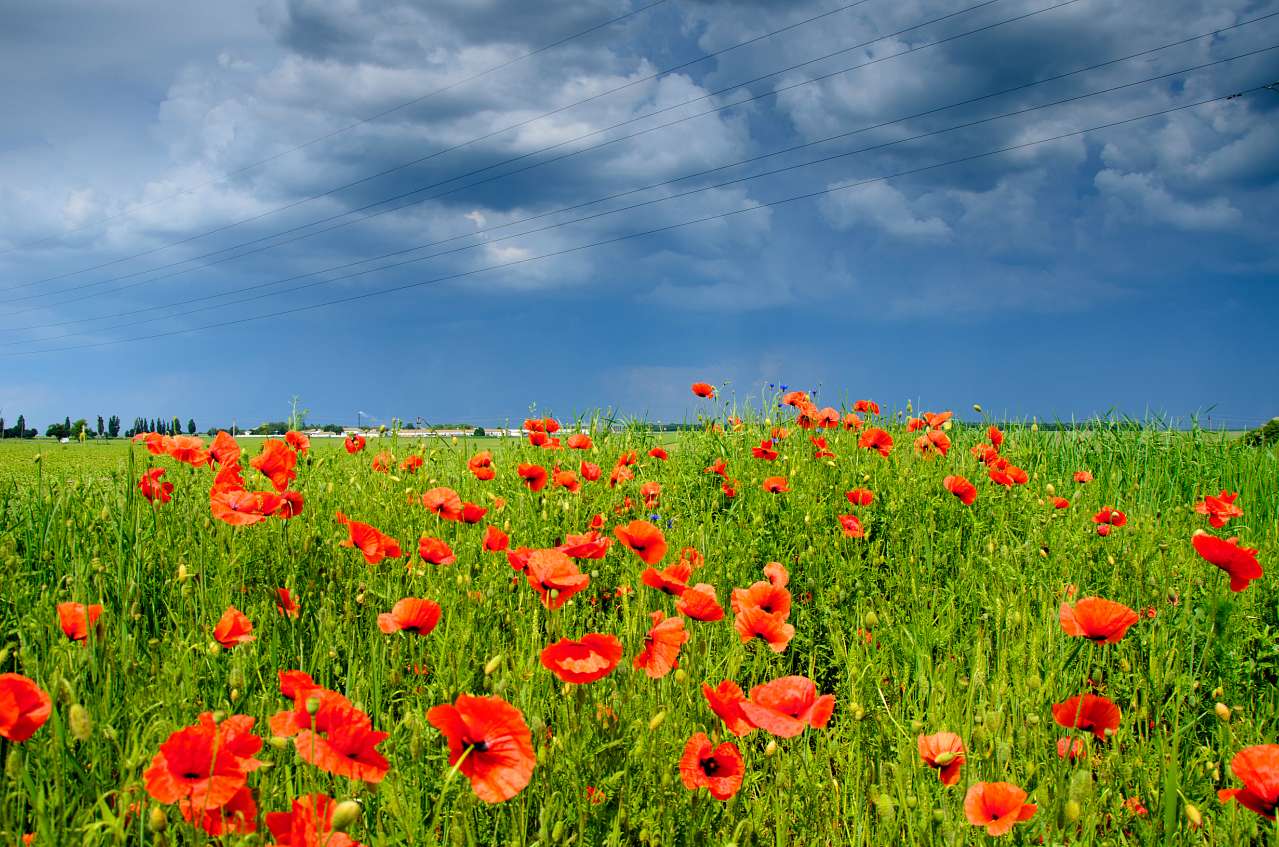 Ставище - Ставище