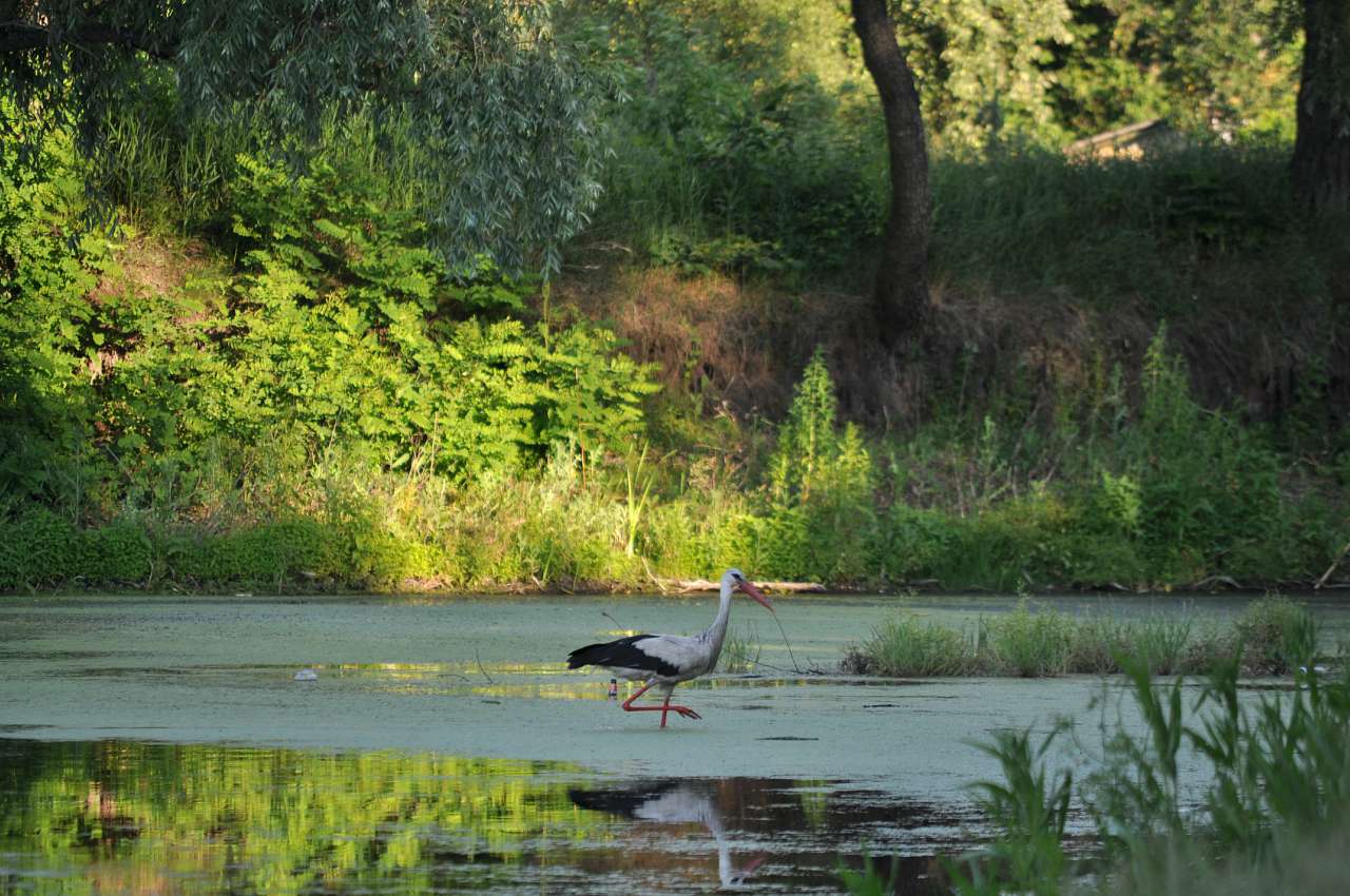 Соловіївка - Соловеевка