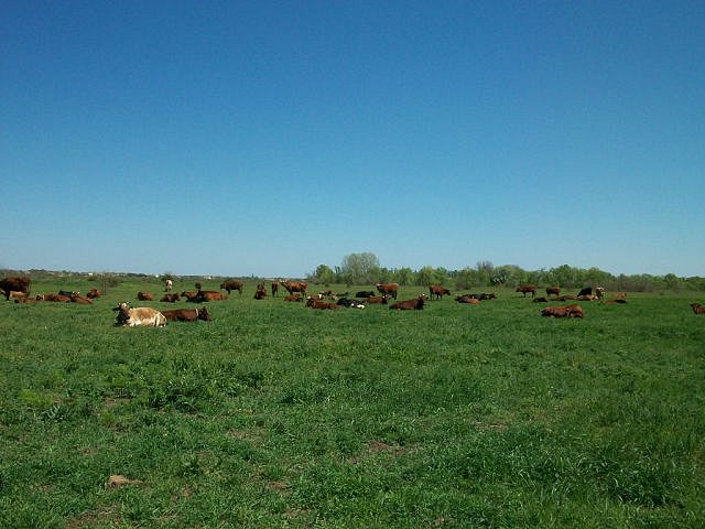 TERNOWKA.UA - Великая Терновка