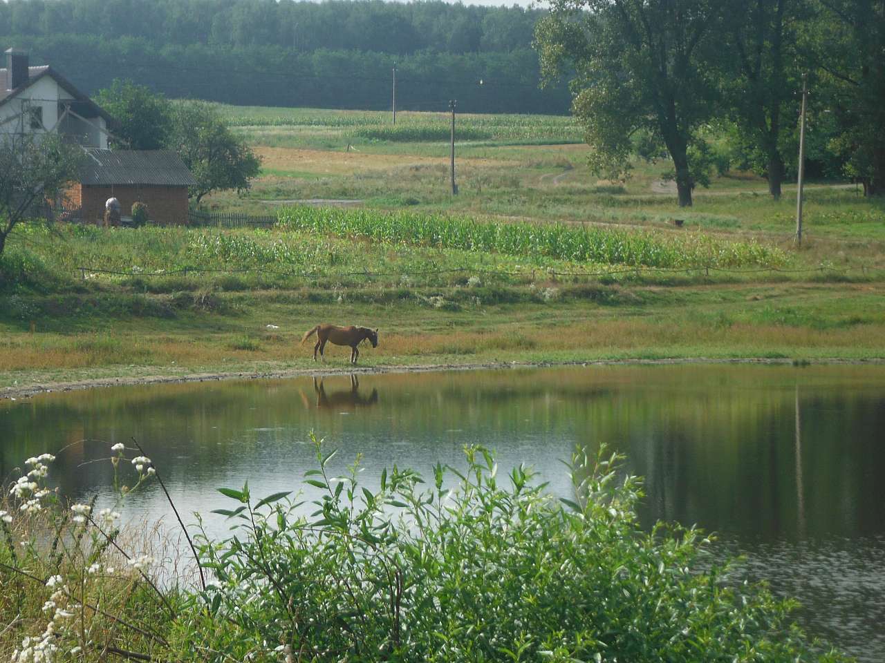До дому, до мами, в Золотий Потік!!! - Золотий Потік