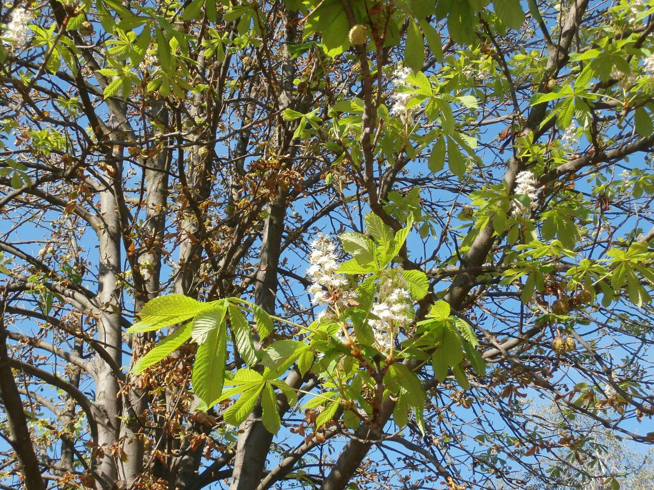 Ватутінський калей доскоп - Ватутино