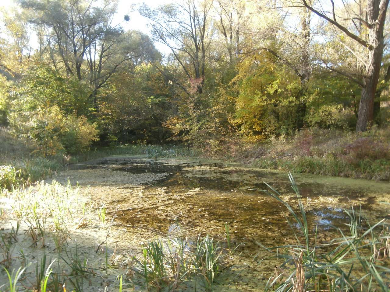 Рай на земле - Скалеватка