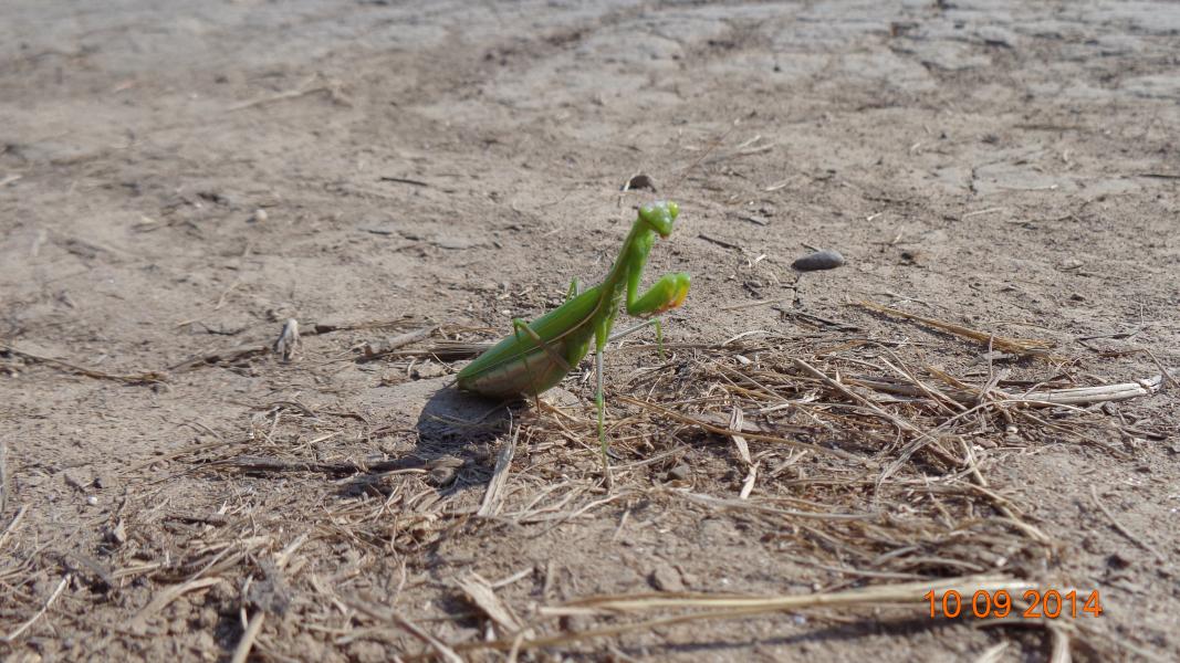 Кормань 2014 - Кормань