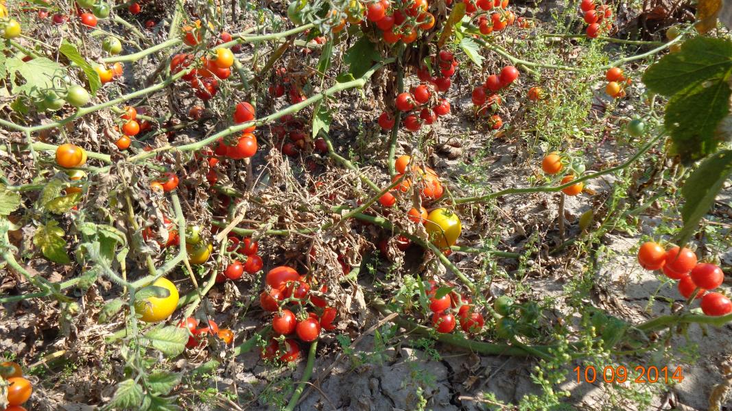 Кормань 2014 - Кормань