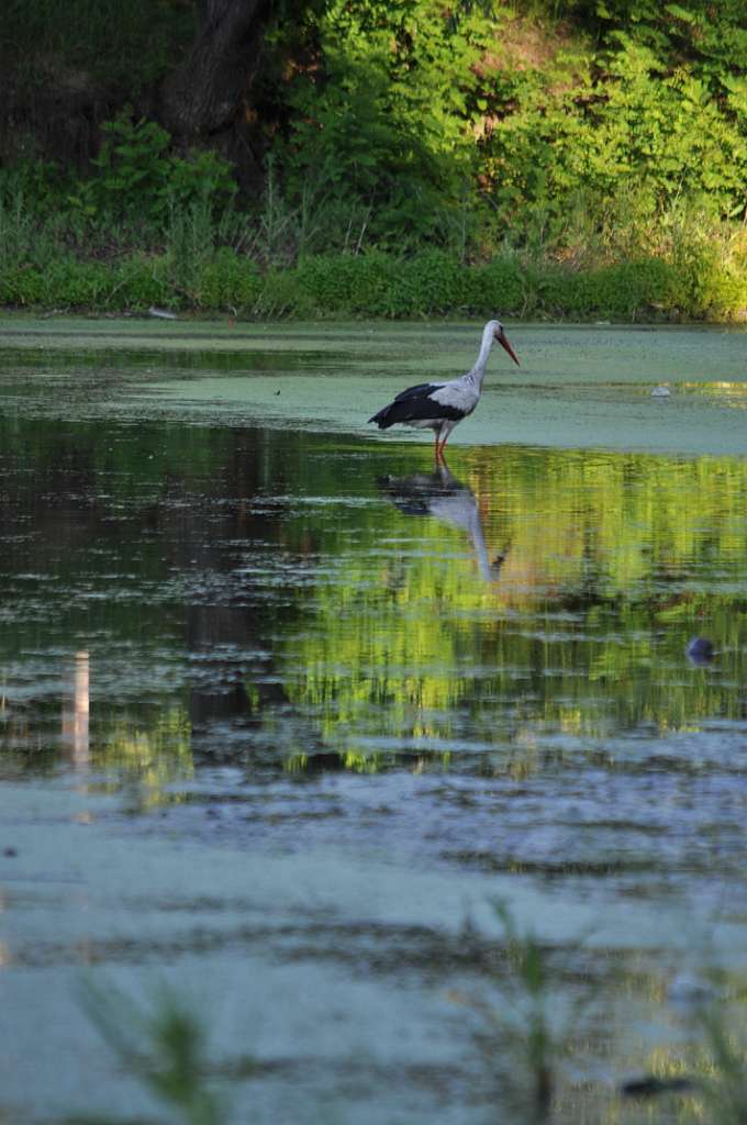 Соловіївка - Соловеевка