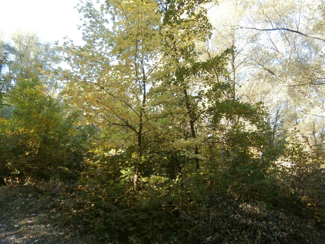 Рай на земле - Скалеватка