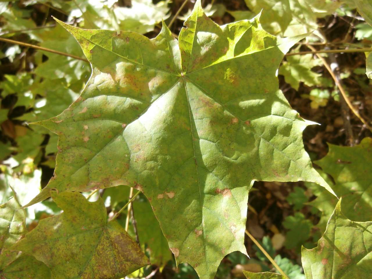 Рай на земле - Скалеватка