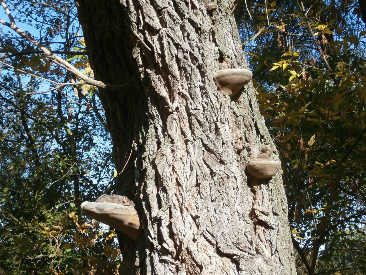 Рай на земле - Скаливатка