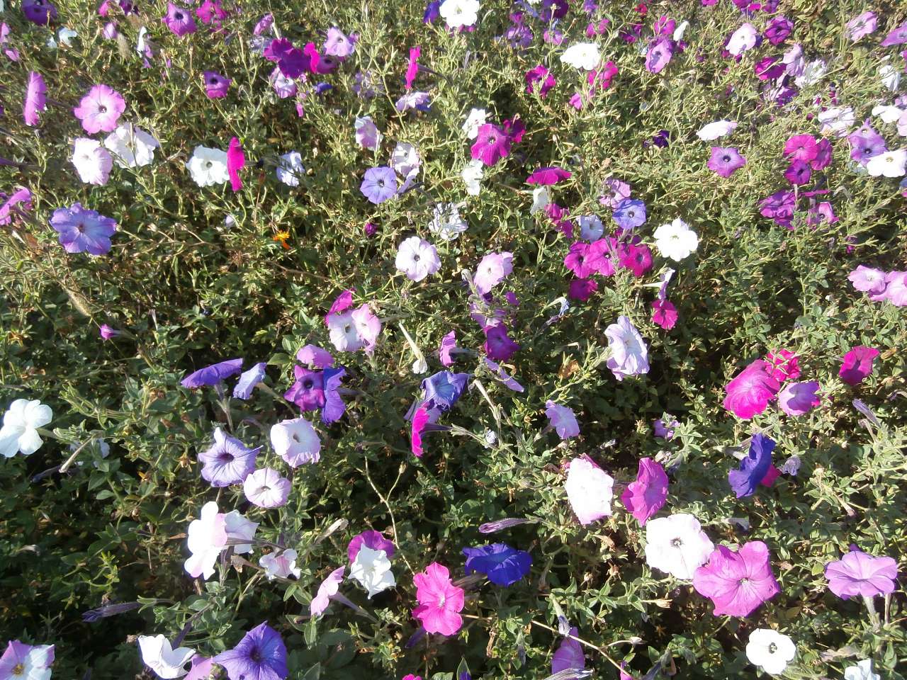 Ватутінський калей доскоп - Ватутино