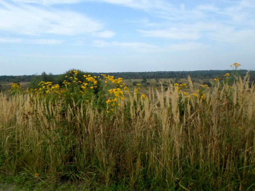 Краєвид - Угольная