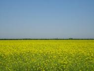 Ленино - Последние фото