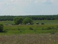 Суслівка з panoramio.com