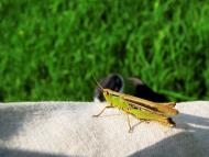 Довгалівка з panoramio.com