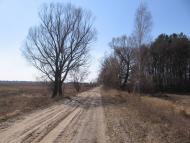 Товстоліс з panoramio.com