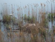 Новоолександрівка з panoramio.com