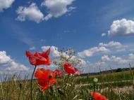 Лука з panoramio.com