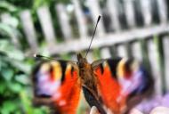 Пеньківка з panoramio.com